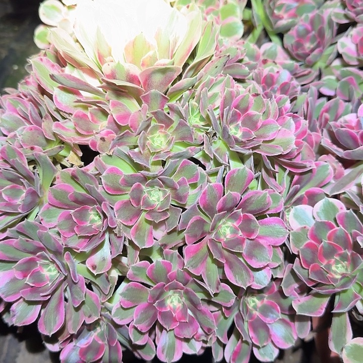 精品粉女巫巨无霸亏本福利