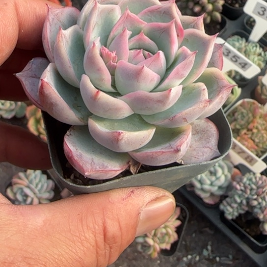 53海兰多肉植物多