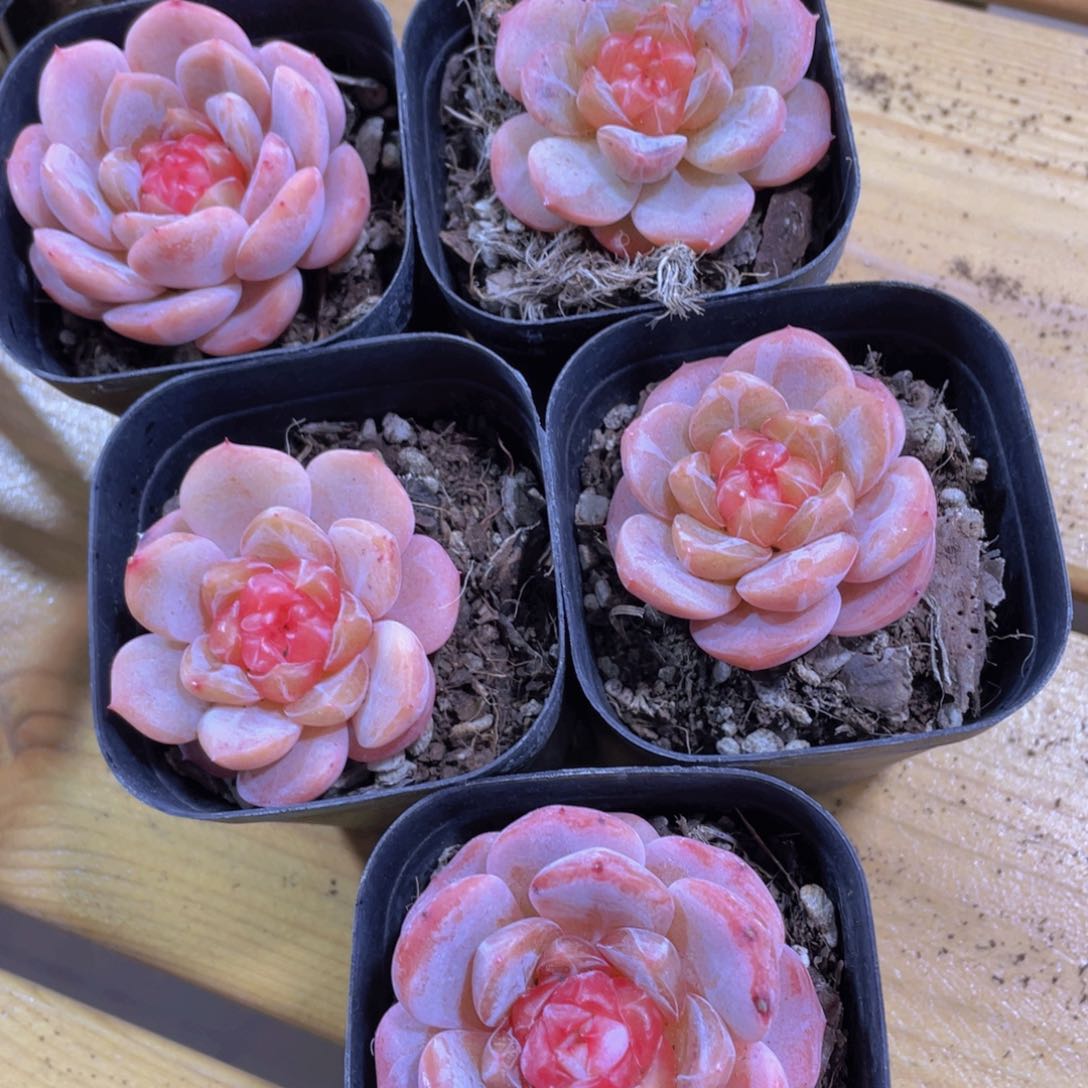 581号 橘透珍妮糖心单头送双头多肉两个