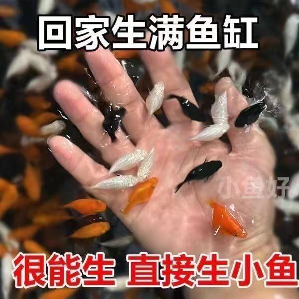 【渔场直销】玛丽球鱼玛丽鱼胎生鱼直接下小鱼新手鱼好养活包邮