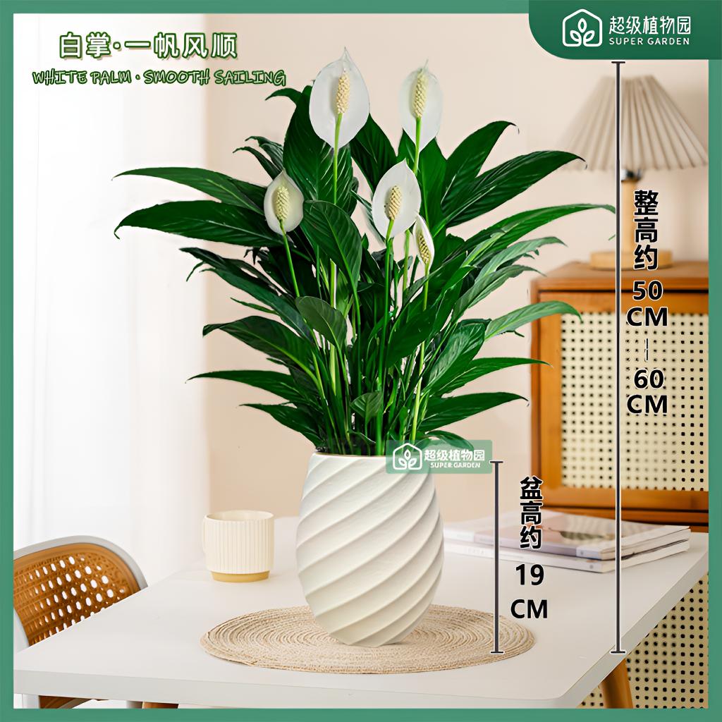 白掌水土培盆栽室内绿植花卉客厅卧室办公室净化空气四季开花水培