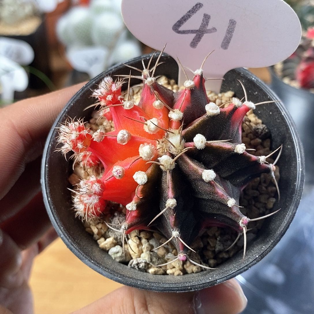 肋骨牡丹锦41号链接