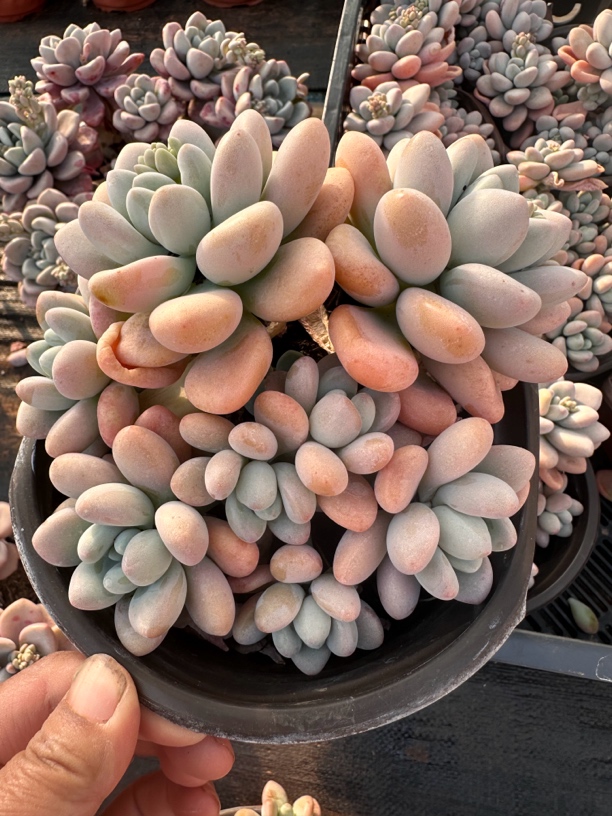 云南昆明多肉植物基地洛神