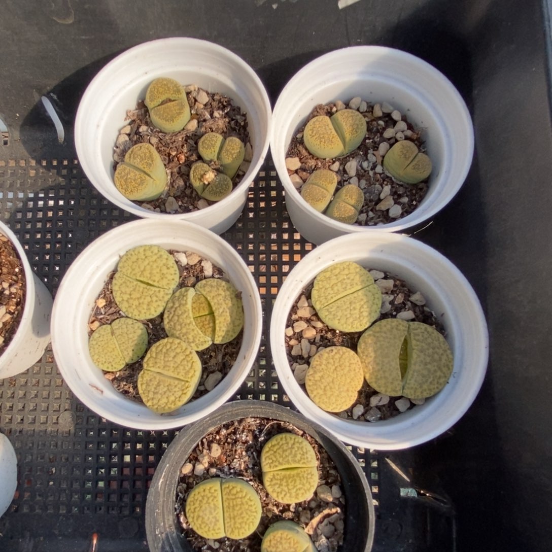 0082 绿色生石花带盆土