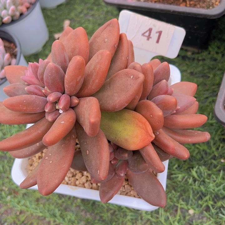 健健康康平平安安