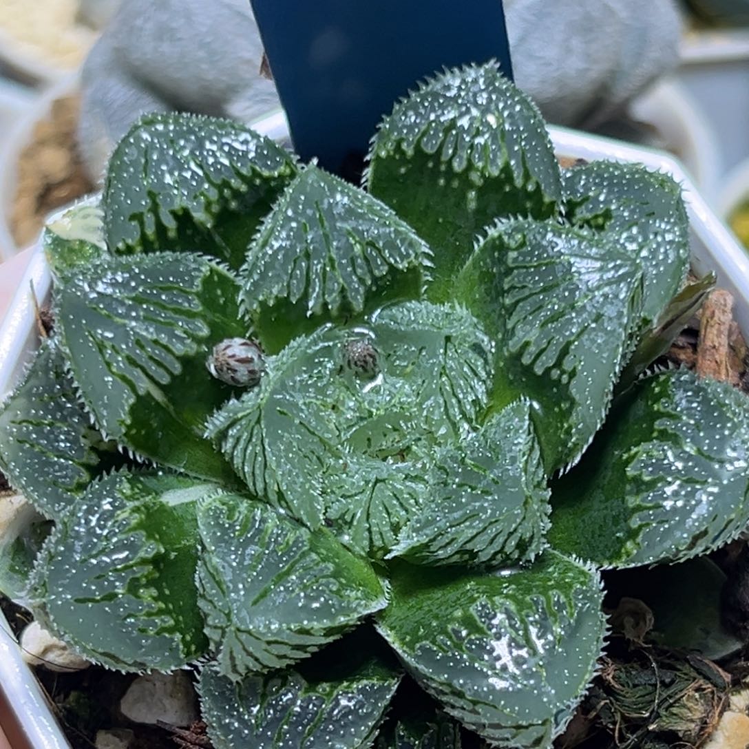 恭喜发财大吉大利681