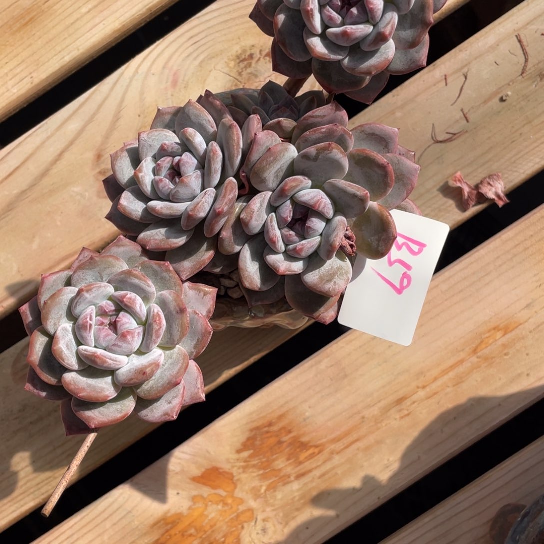 **** B059静好多肉园艺