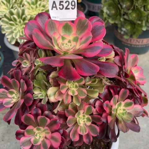 529美杜莎23厘米左右