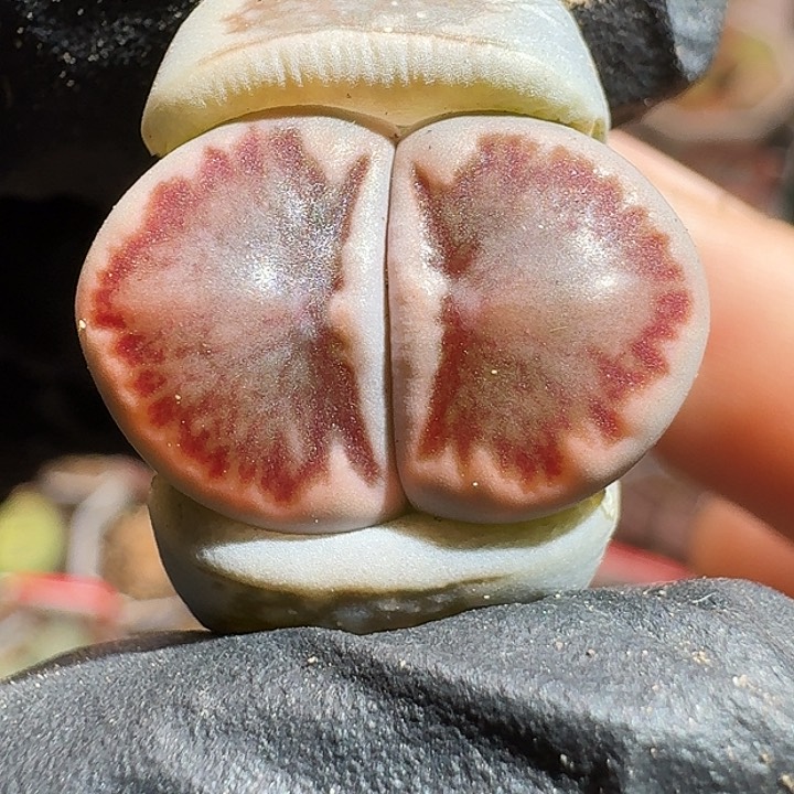 生石花1111111。   751