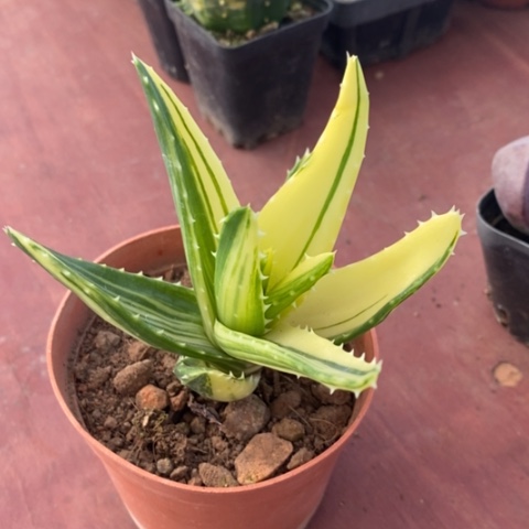 芦荟锦单8仙人球