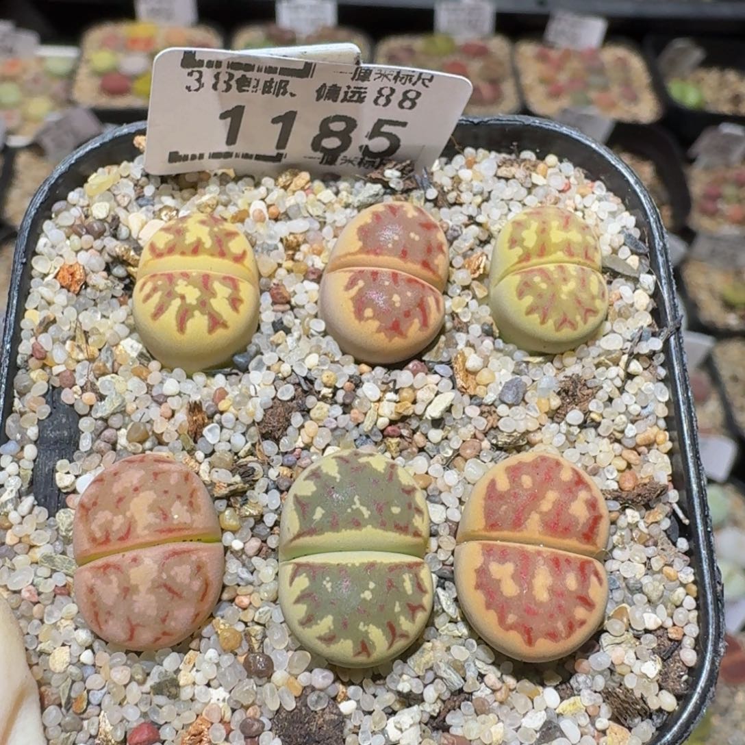 Ssss精品生石花1185