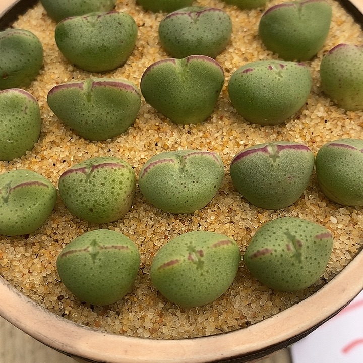 3162爱心少将一组。     