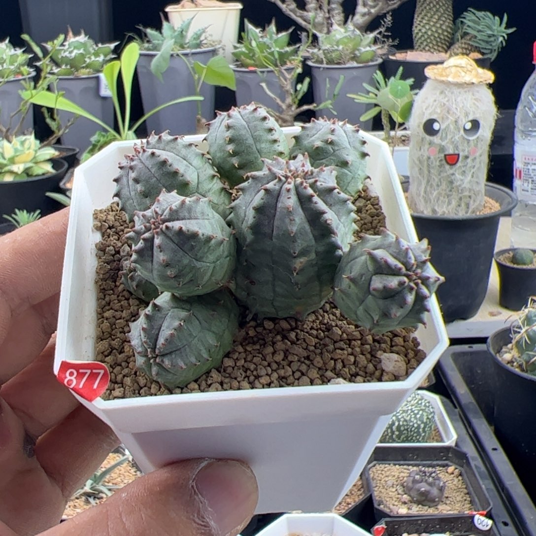 子吹布纹球群一物一拍脱土发