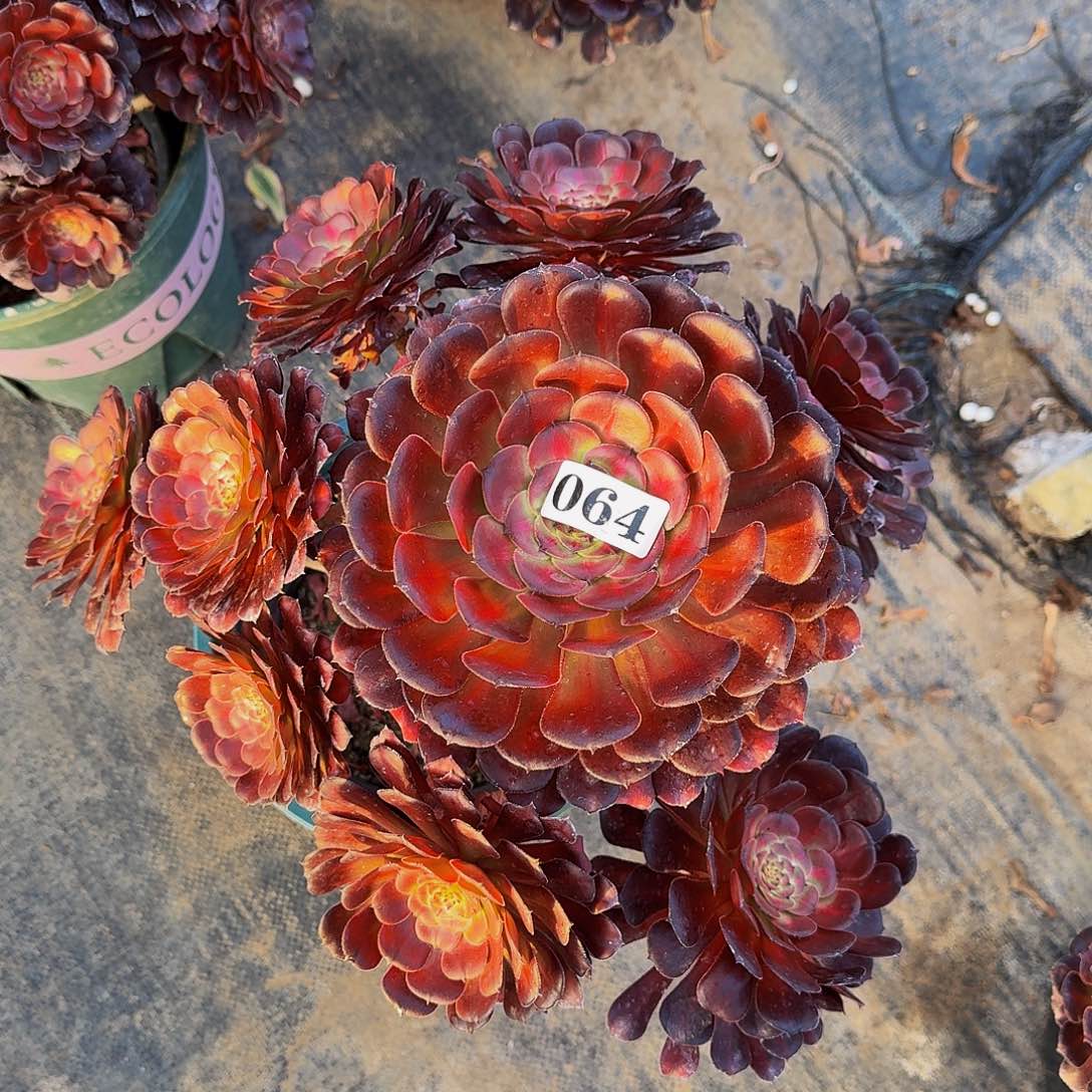 064安琪拉多肉植物