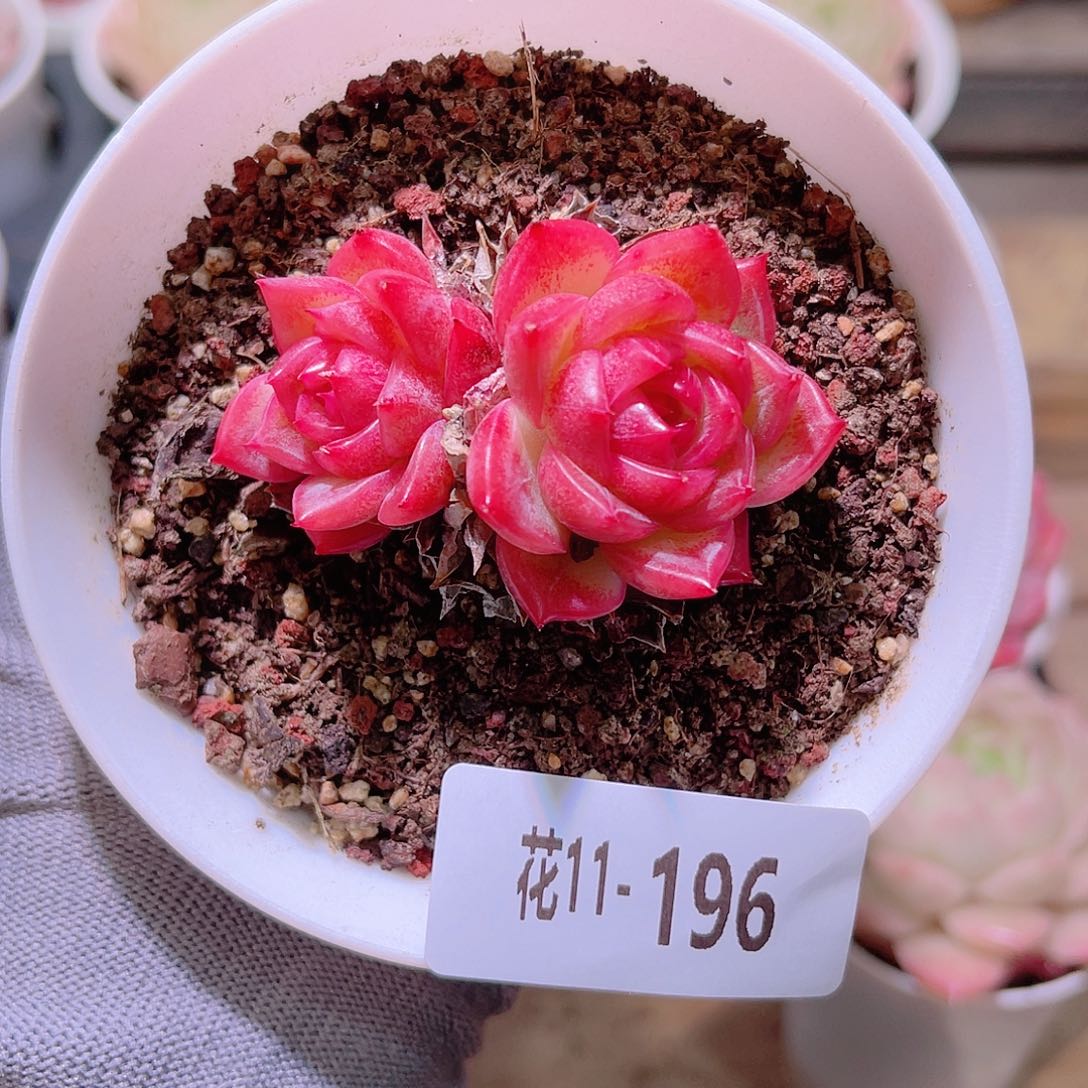 花11-196新品双头