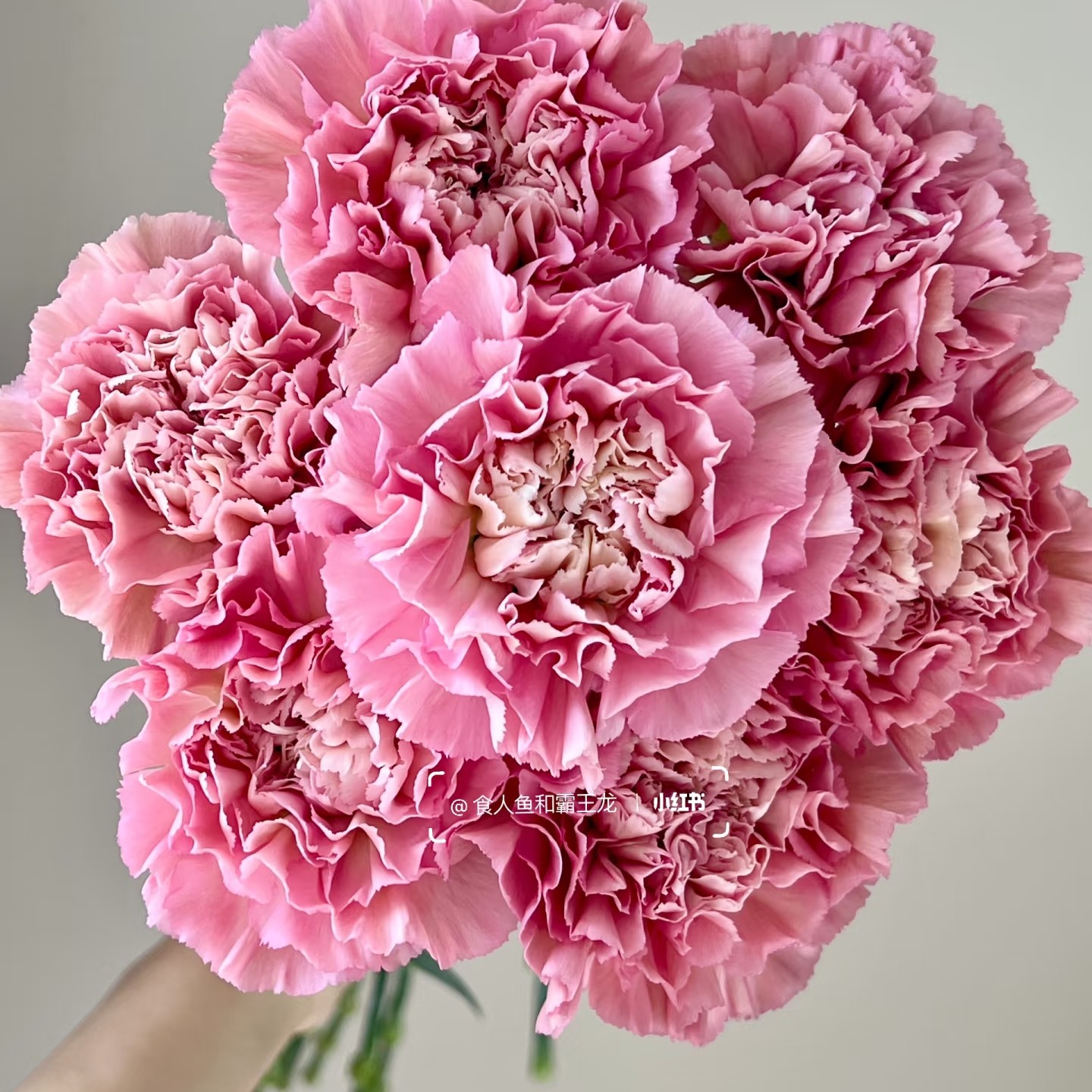 【摩洛哥康乃馨】不包邮 偏远地区有运费 云南鲜花直发