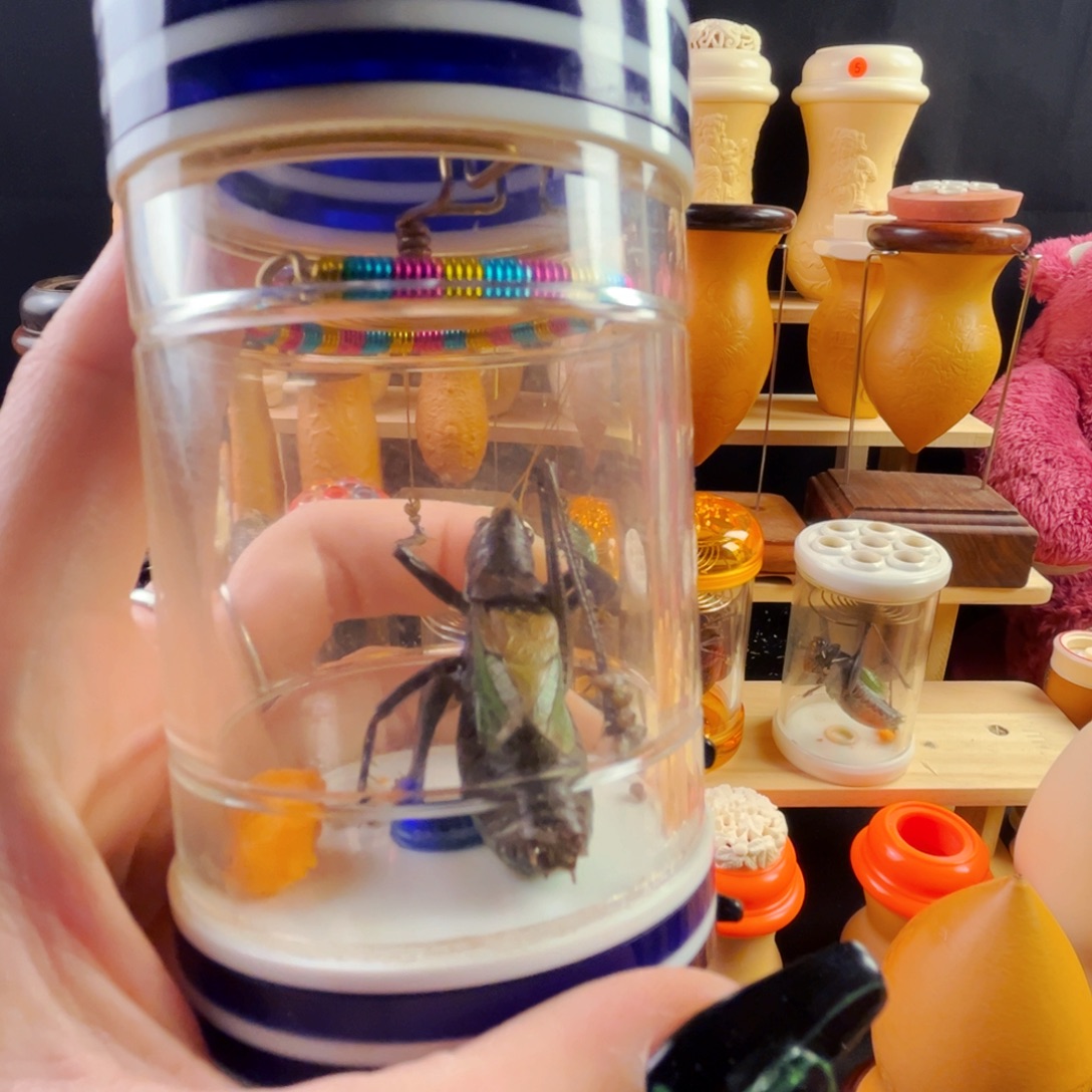 蝈蝈蝈蝈黑虫黑虫