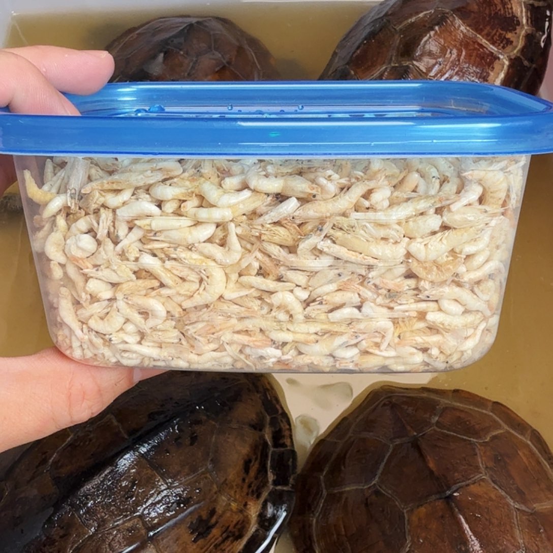 绿毛龟母66666666666666