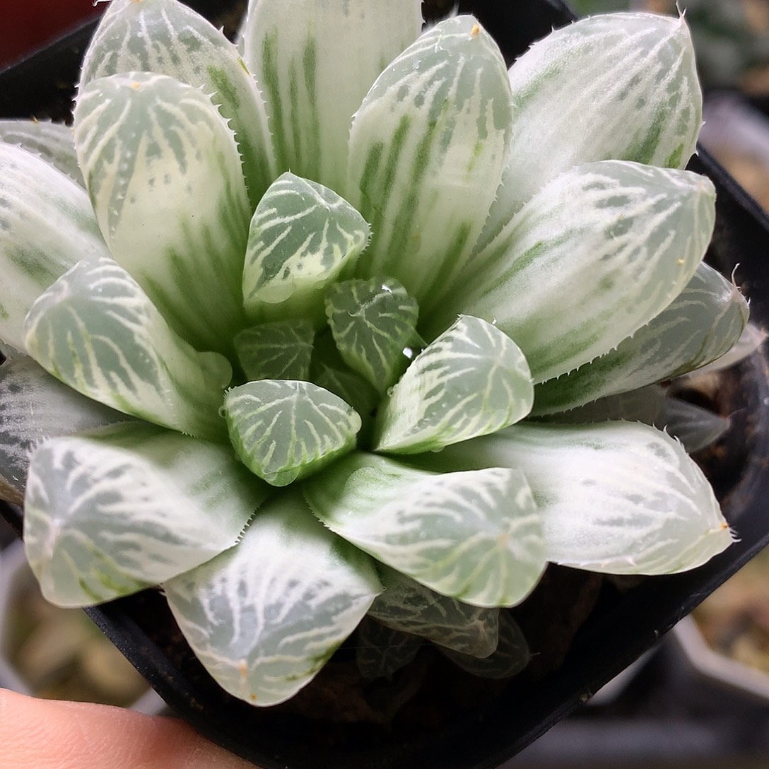 白斑玉露带盆土发货luyx