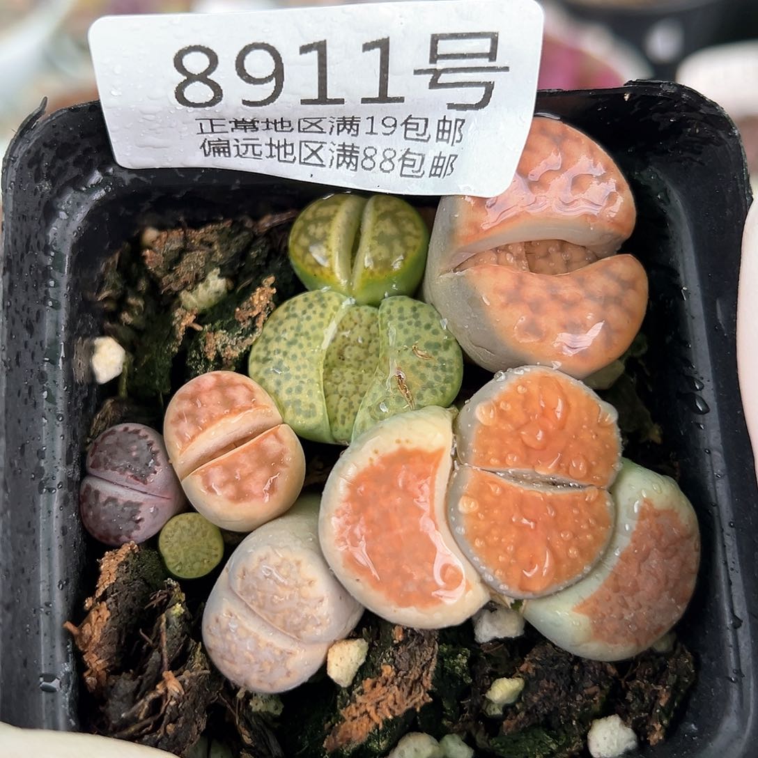 好养易活生石花大母本8911