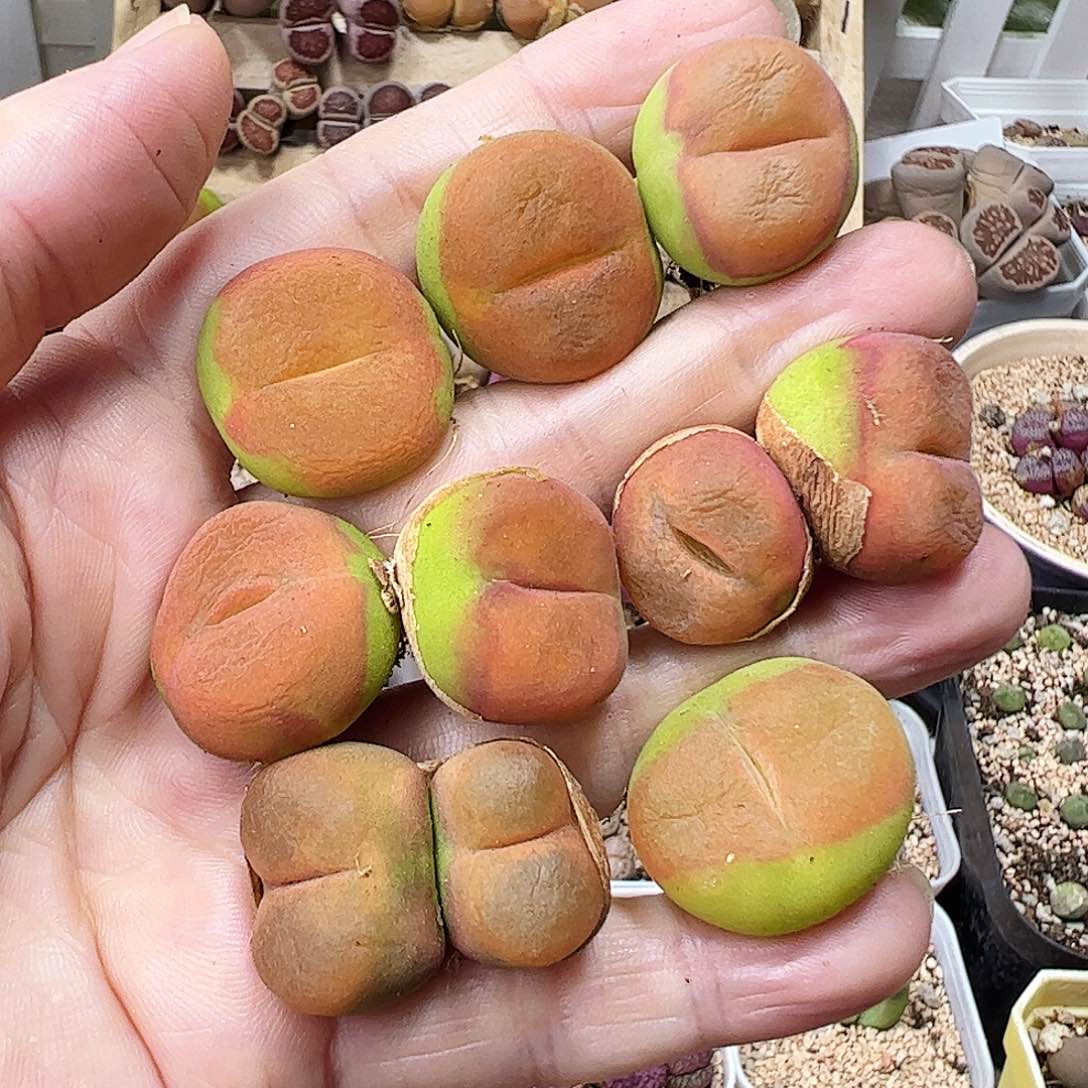 无花朵蟠桃一手包邮……………………