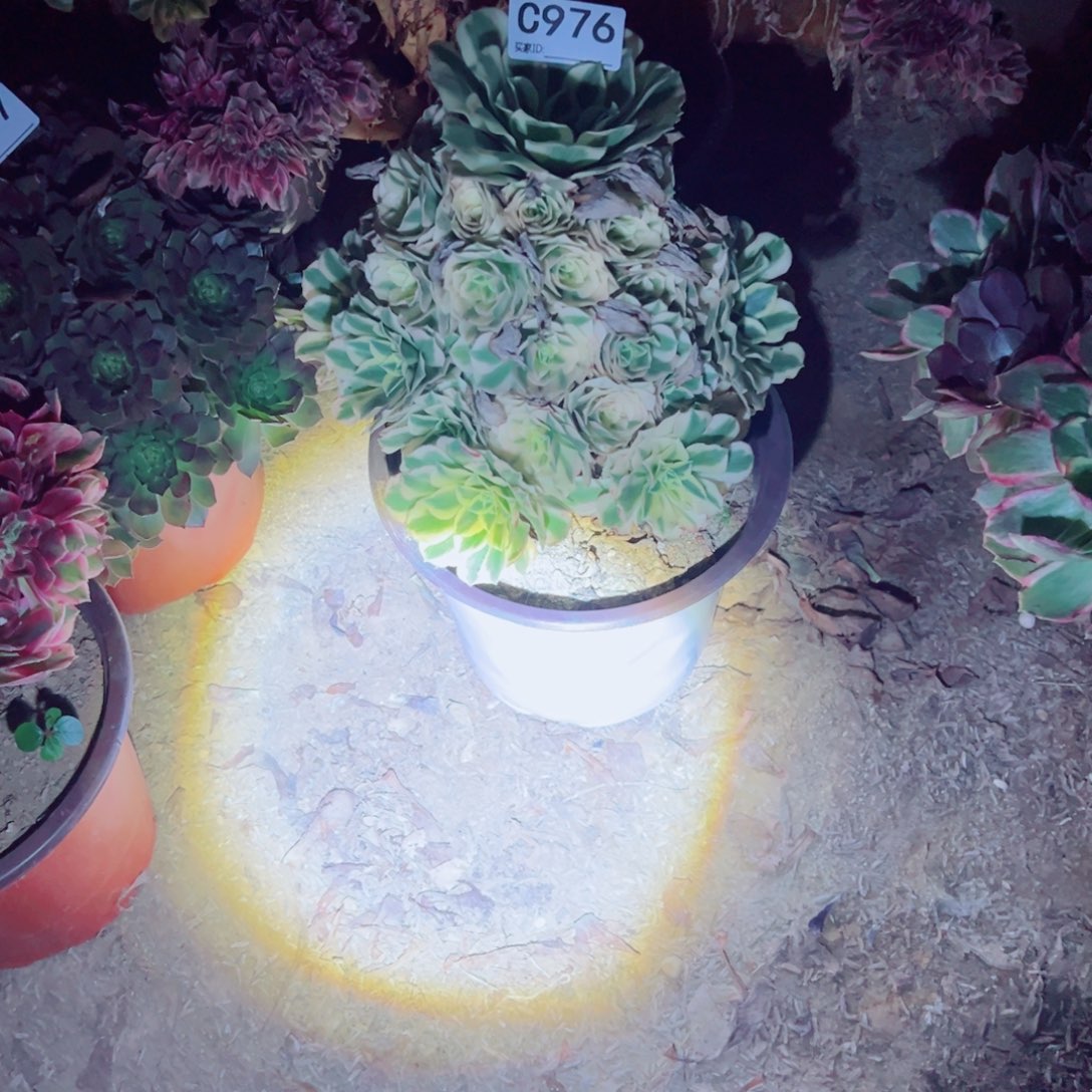 976迈巴赫多肉植物法师