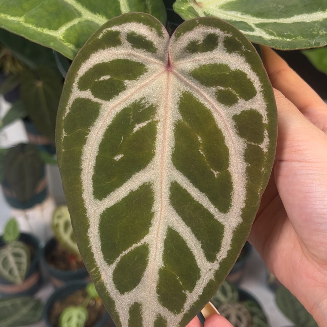 无花朵华丽银杂（257