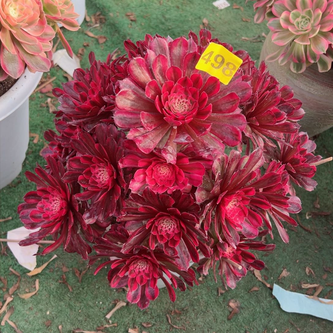 498白月光法师多肉植物