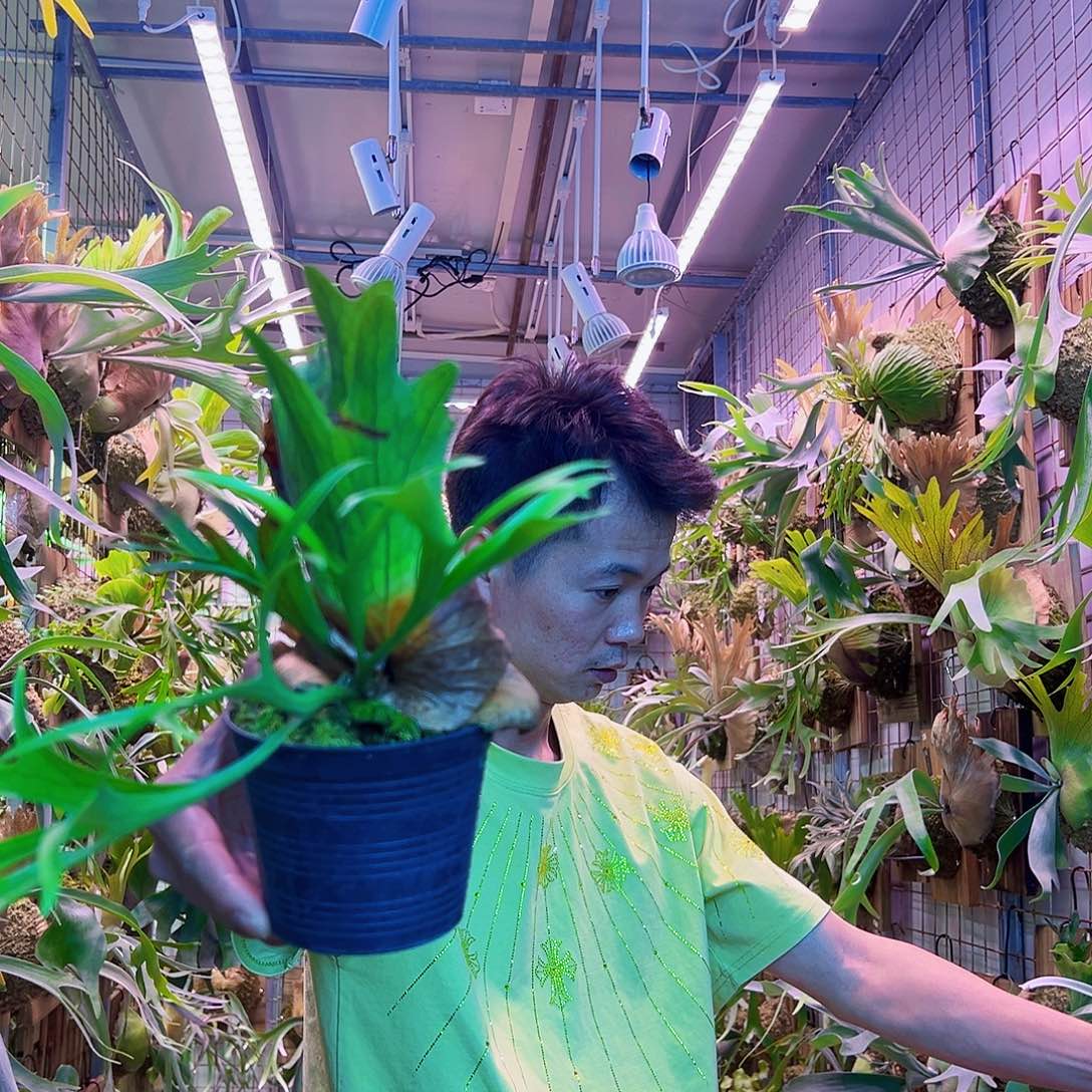 无花朵一wsiwai。 a4