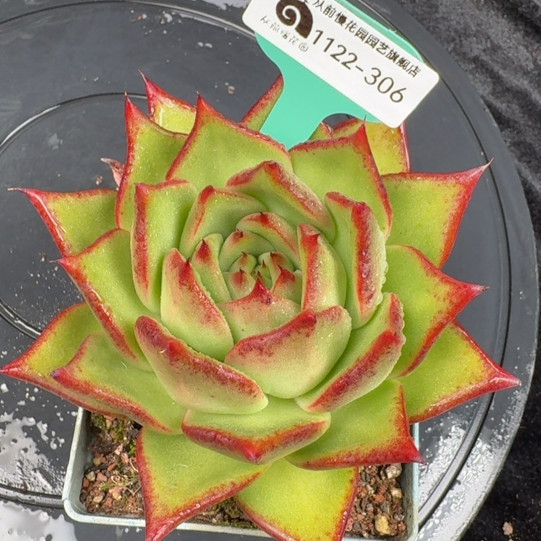 从前慢花园多肉编号1122-306