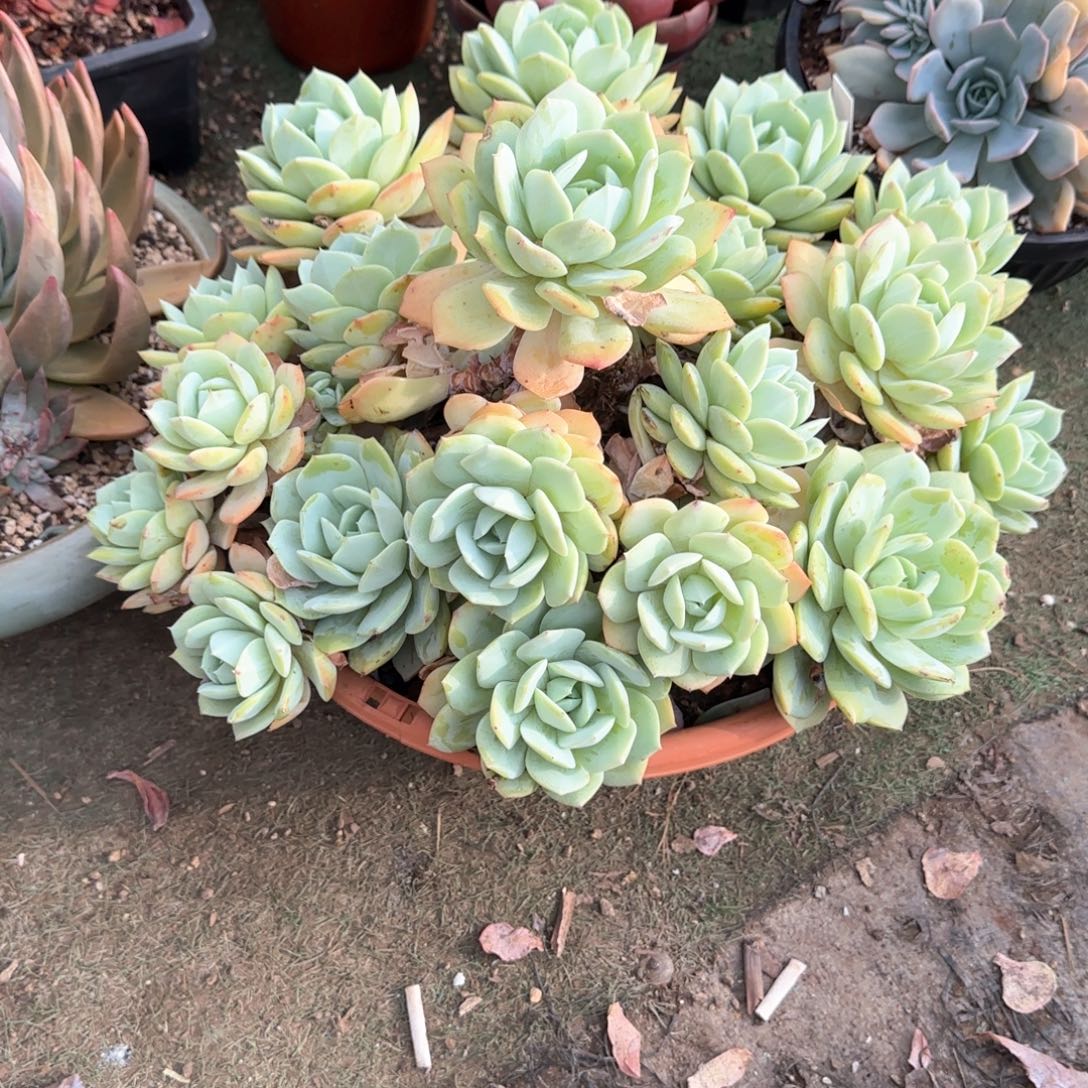 抱***枕多肉植物多肉植物