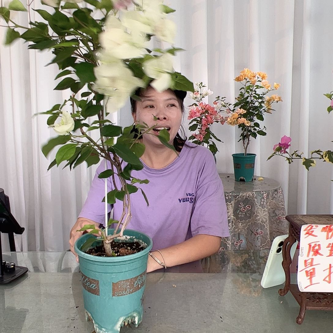 当前无花栽培后可以开花绿樱一颗