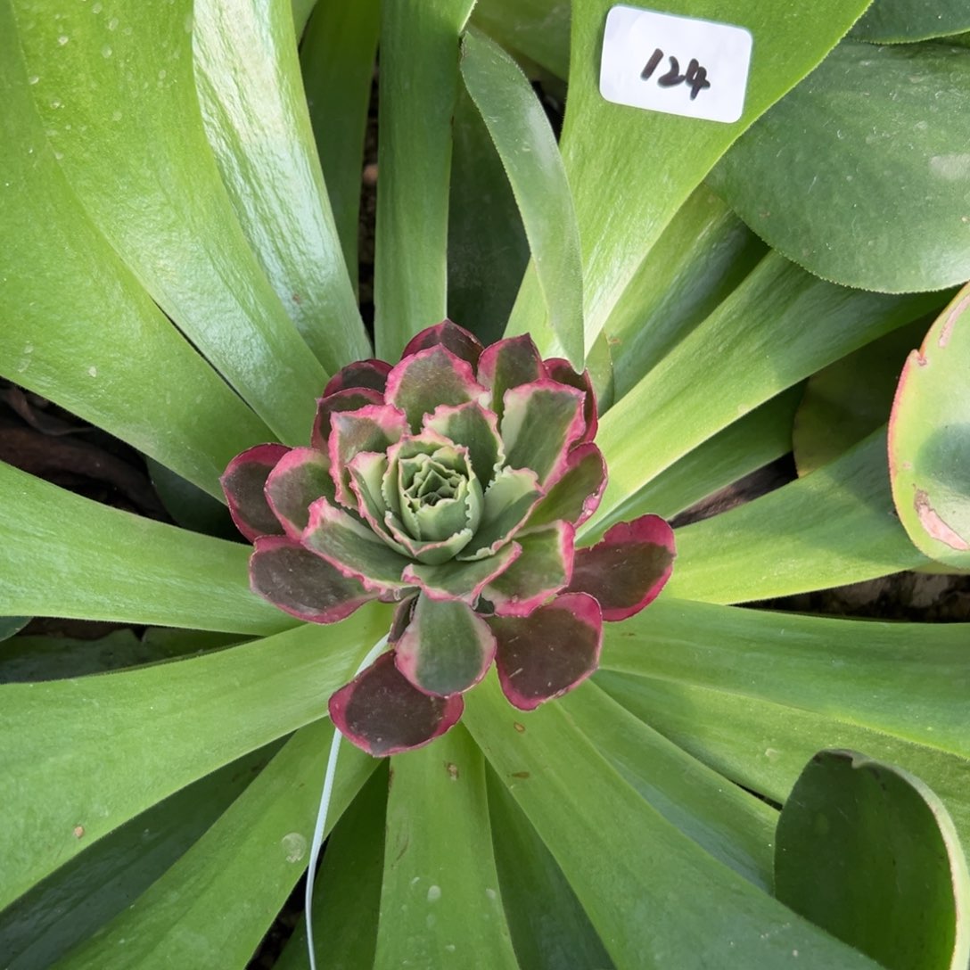 小****124凤穿牡丹嫁接多肉