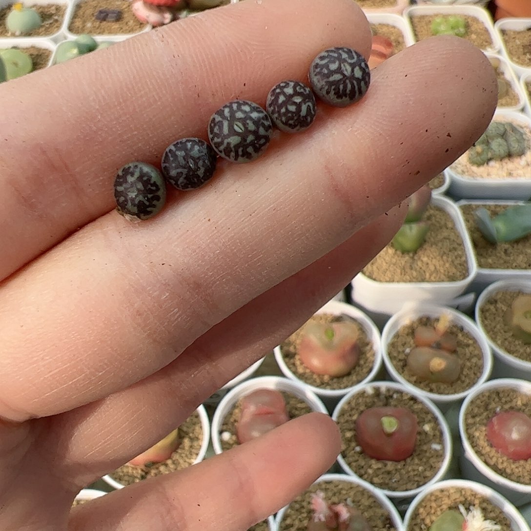 【闪购商品】338 墨