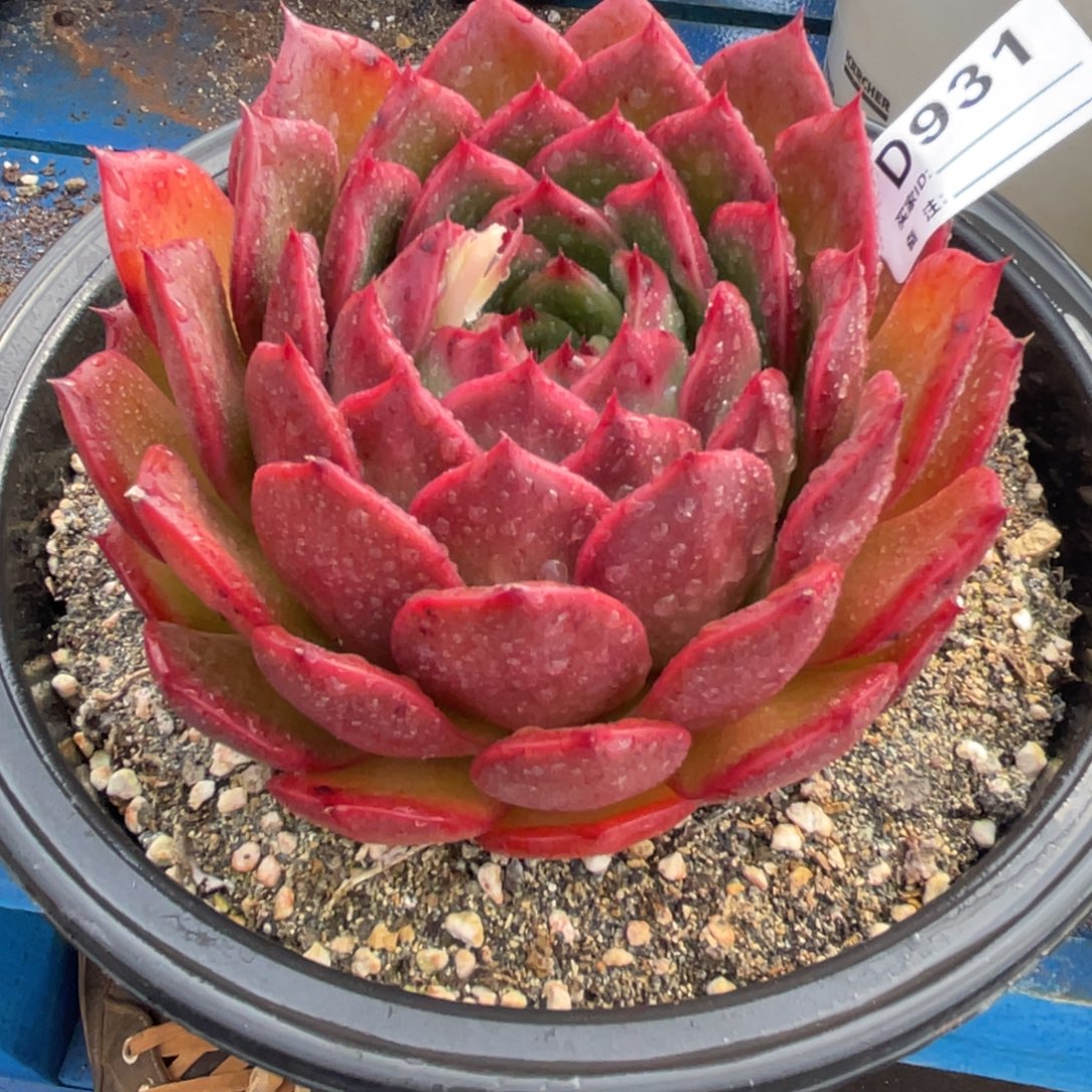 无花朵若如东云单拍D931