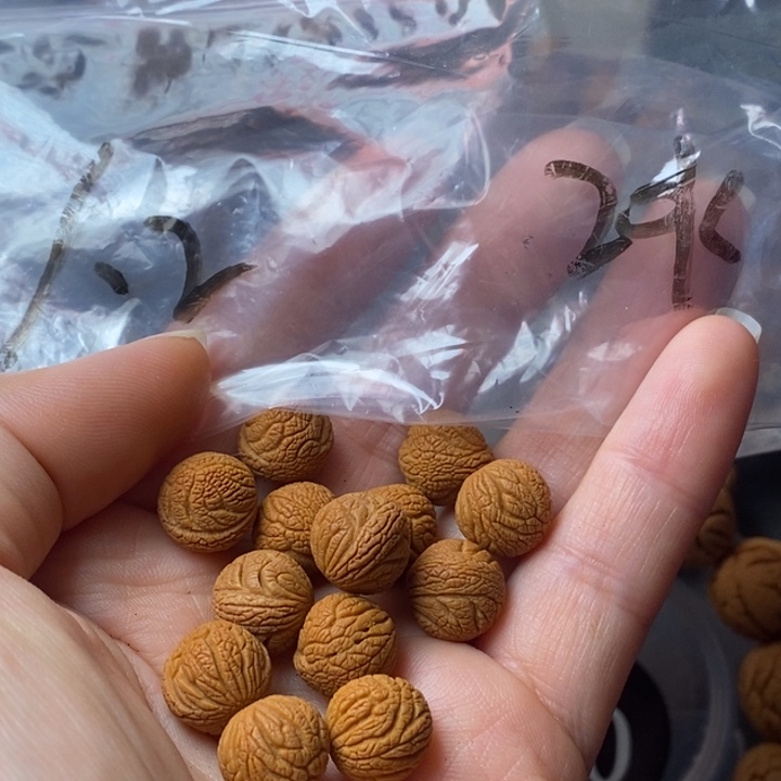 手串文玩核桃秦岭野生龙纹桃核12