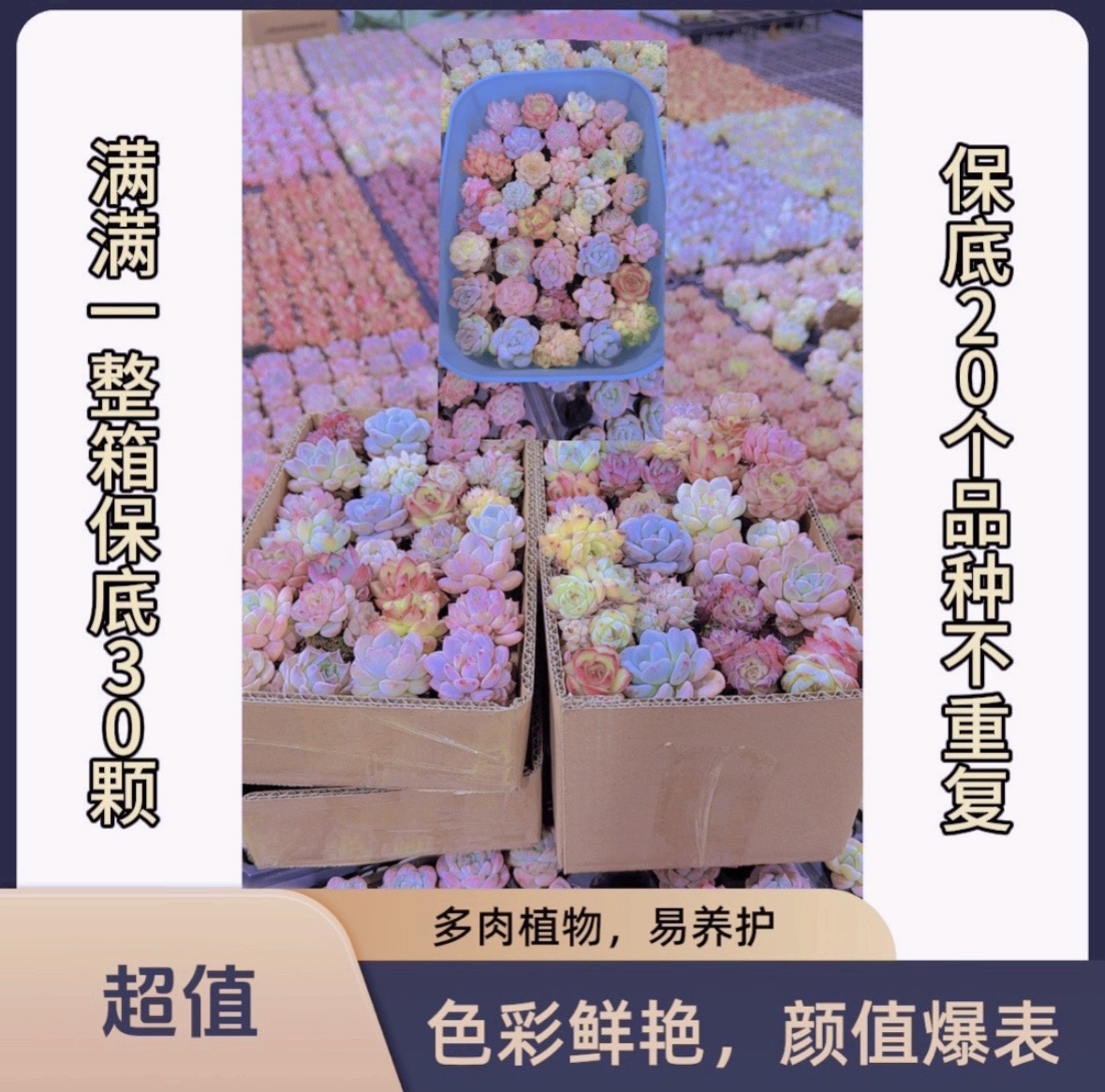 小精品贵货多肉保底20个品种一整箱【大小2-4厘米】