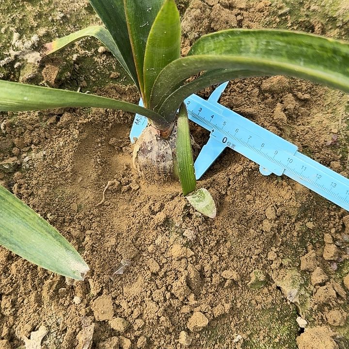 A1279朱顶红一棵4+带一个侧