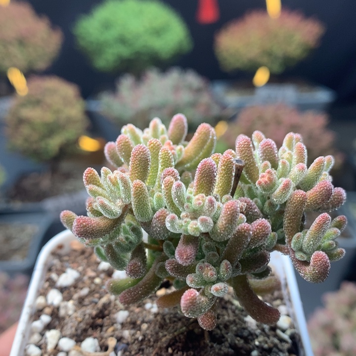 c197冰晶杂橙叶枝干番杏