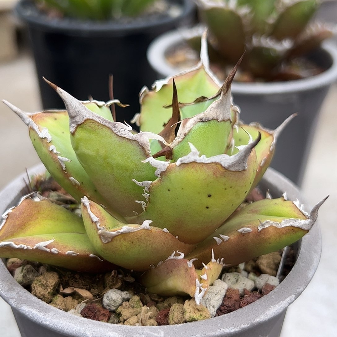 白胡子一物一拍偏远不包邮不退不换