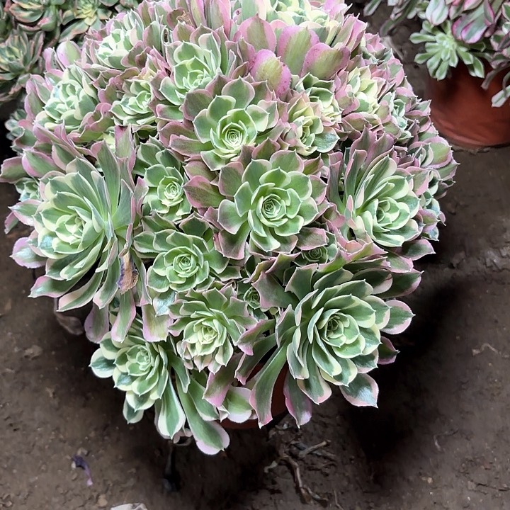 多肉植物法师白凤33