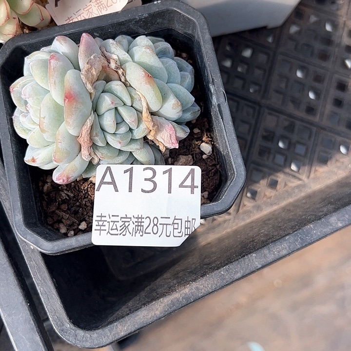 幸运的是我的朋友