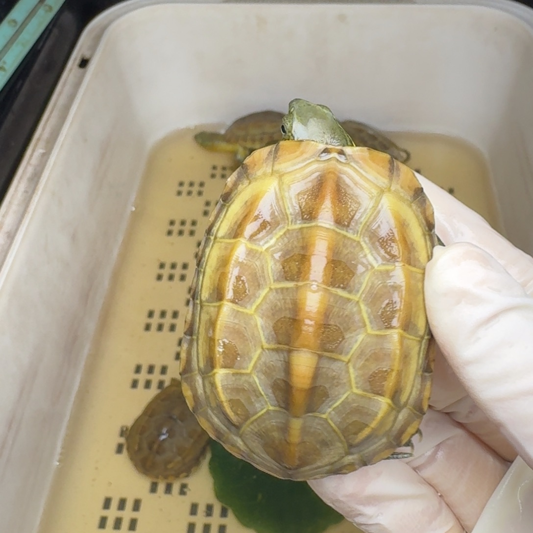 康***厨绿毛龟母黄肉黄肉