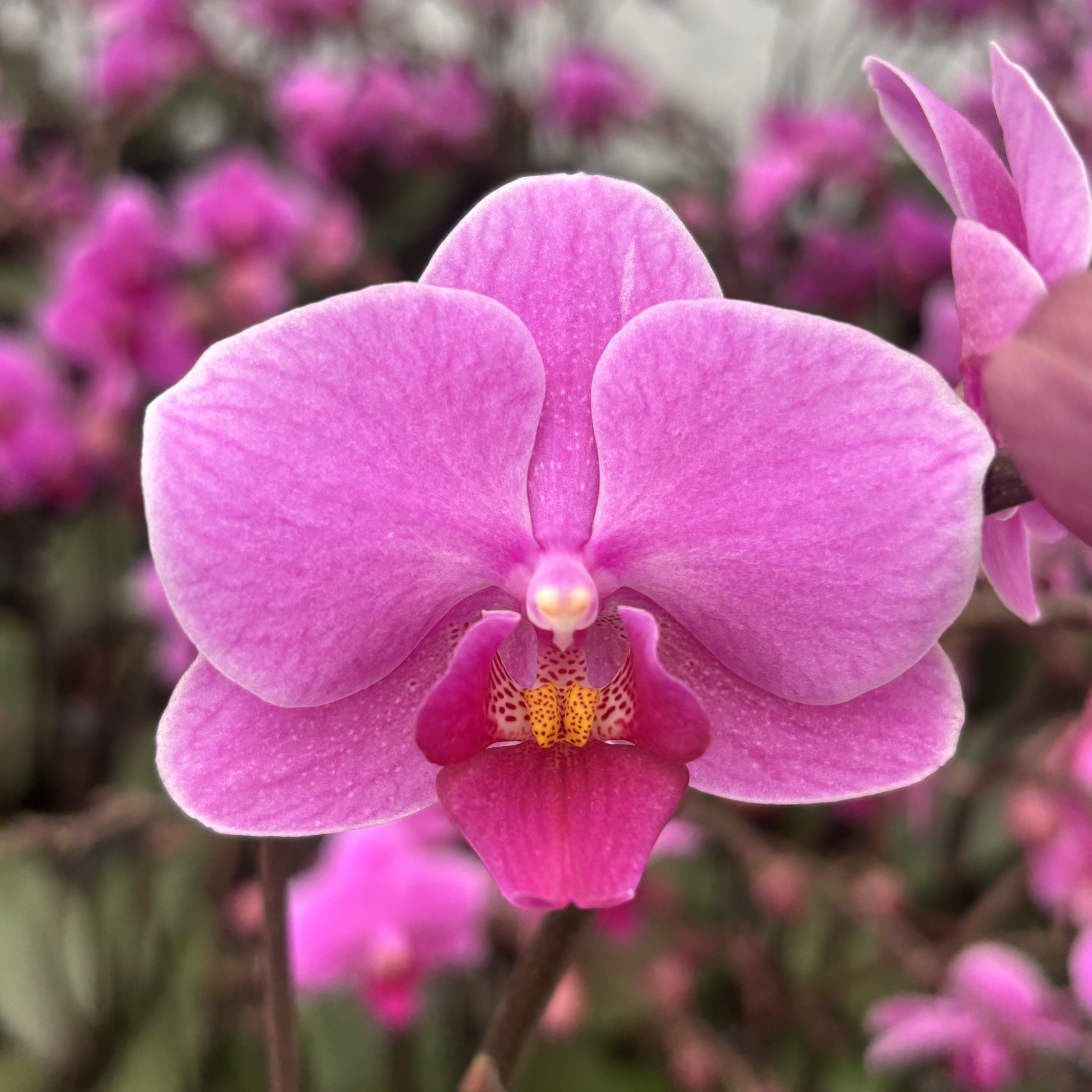 蝴蝶兰【婚宴】带花，带花剑，四季开花室内好养