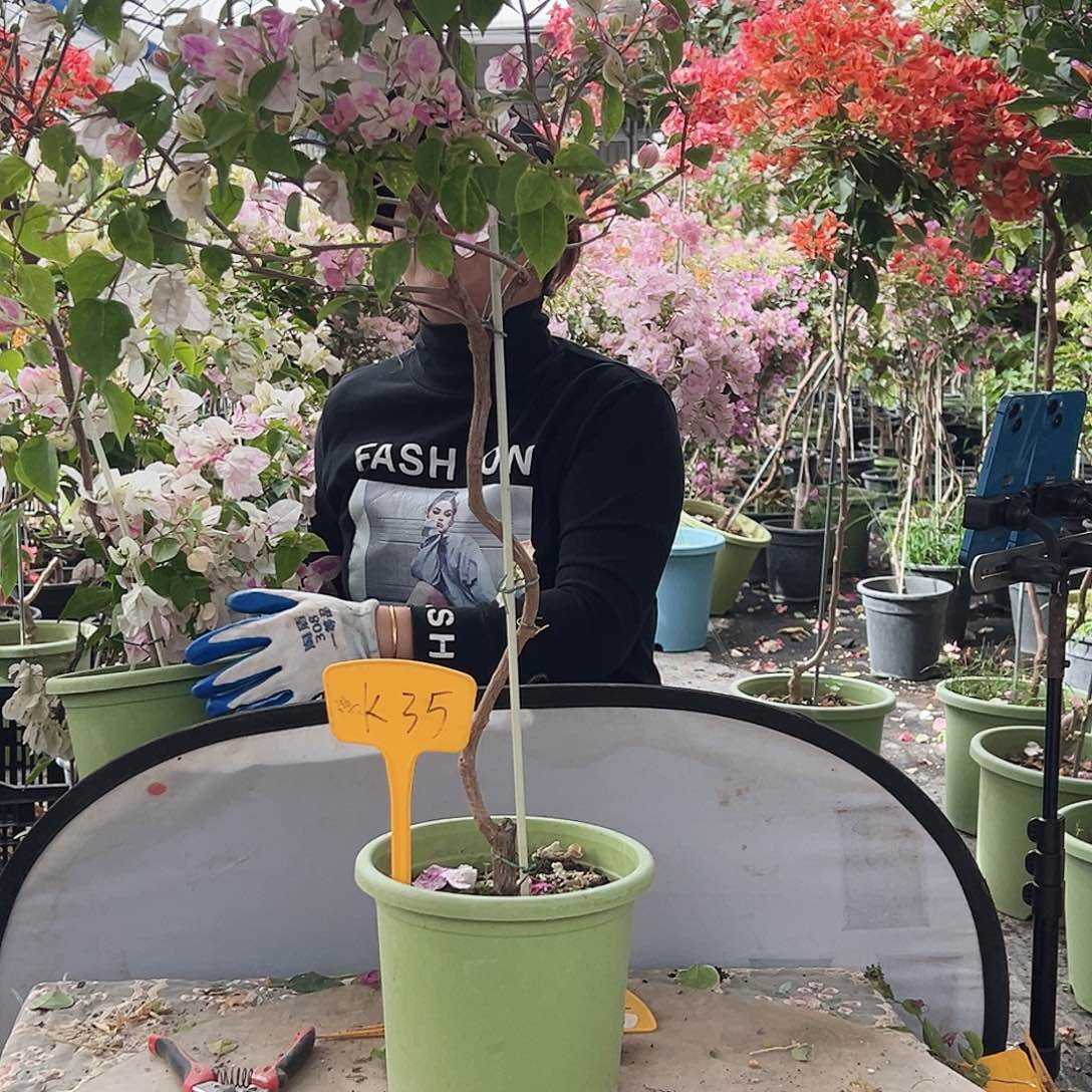 康***康大部分花苞少量开放K35漳红樱