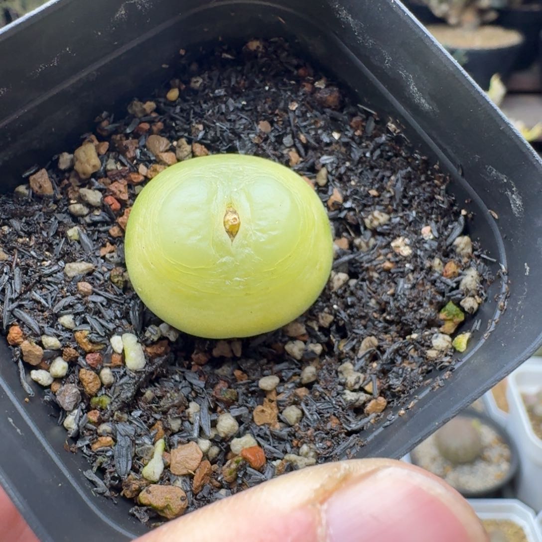 拉登2.6cm多肉。          