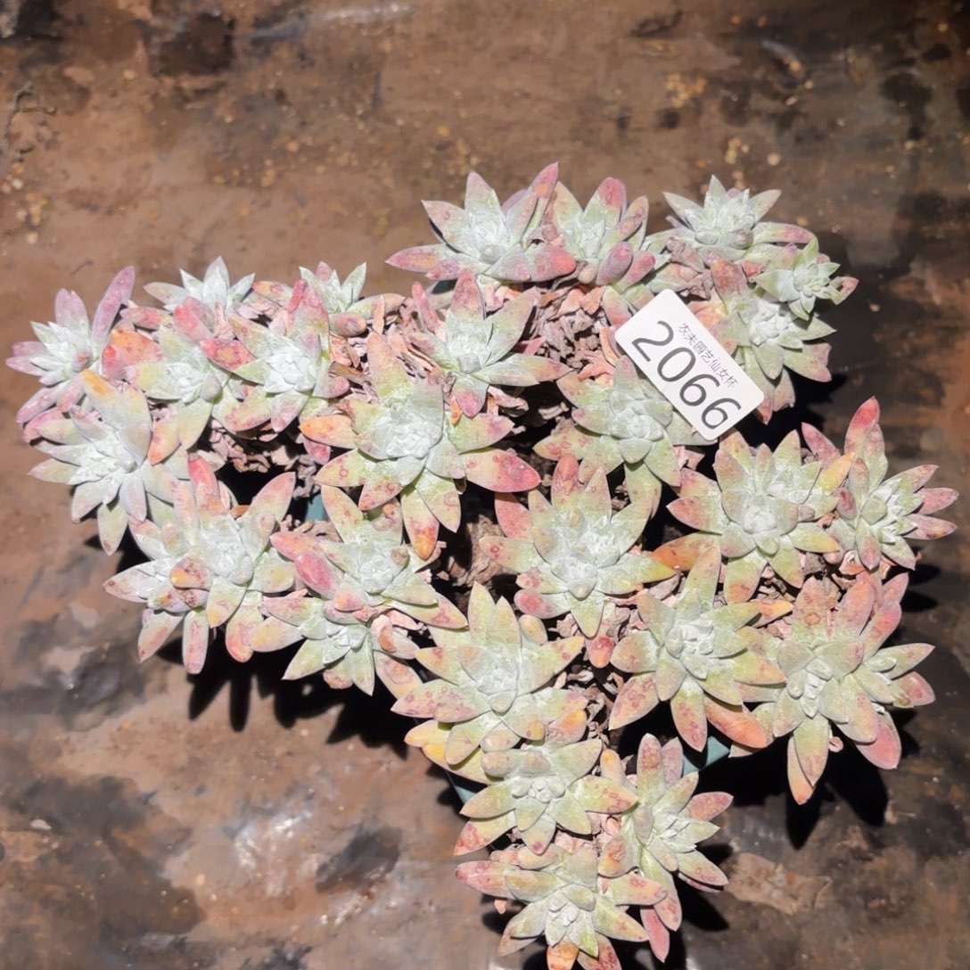 白姆仙女杯多肉福利