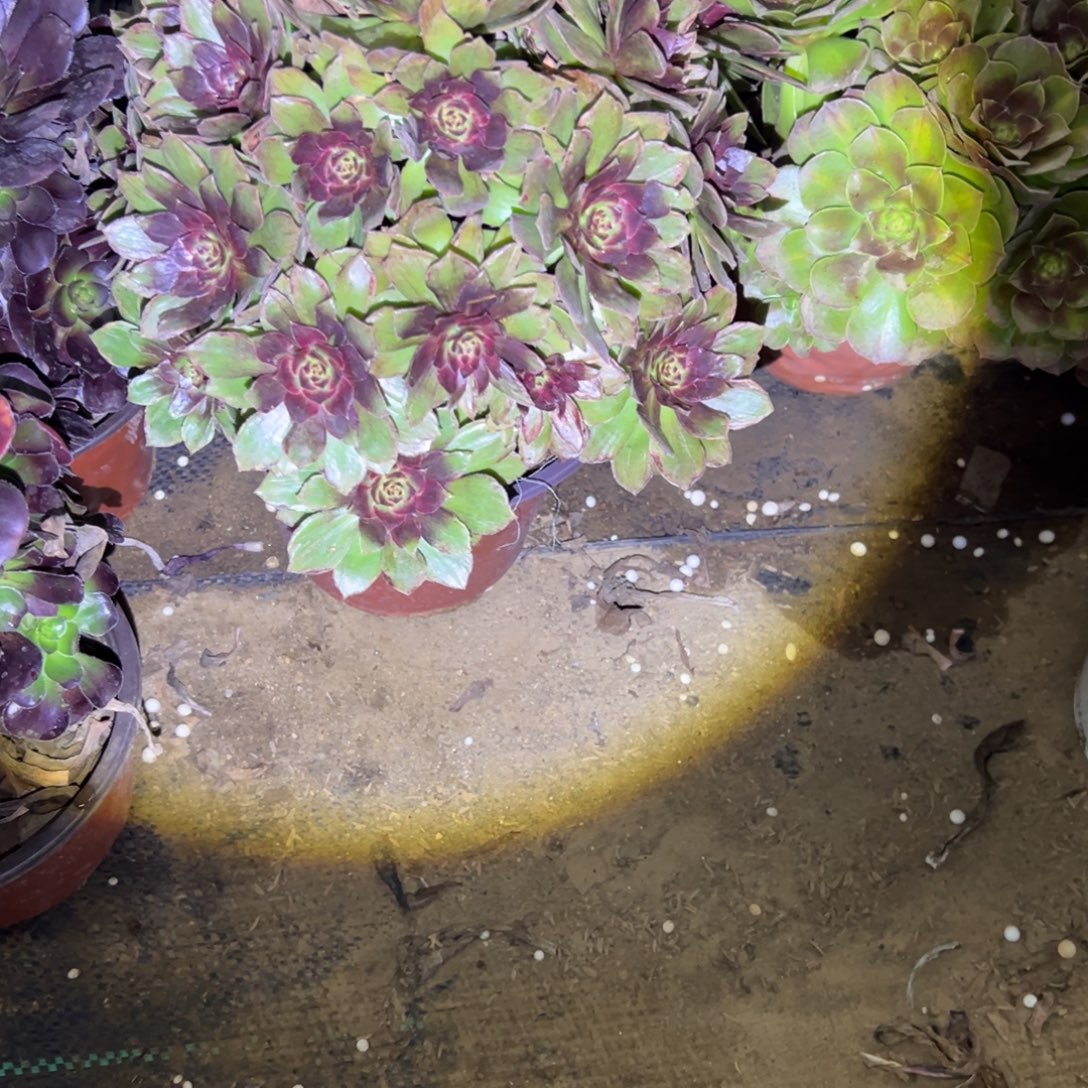  197红丝绒多肉植物法师