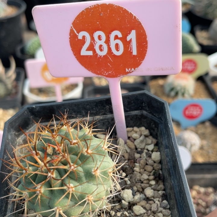 贝***@实生黑耀玉28610000000