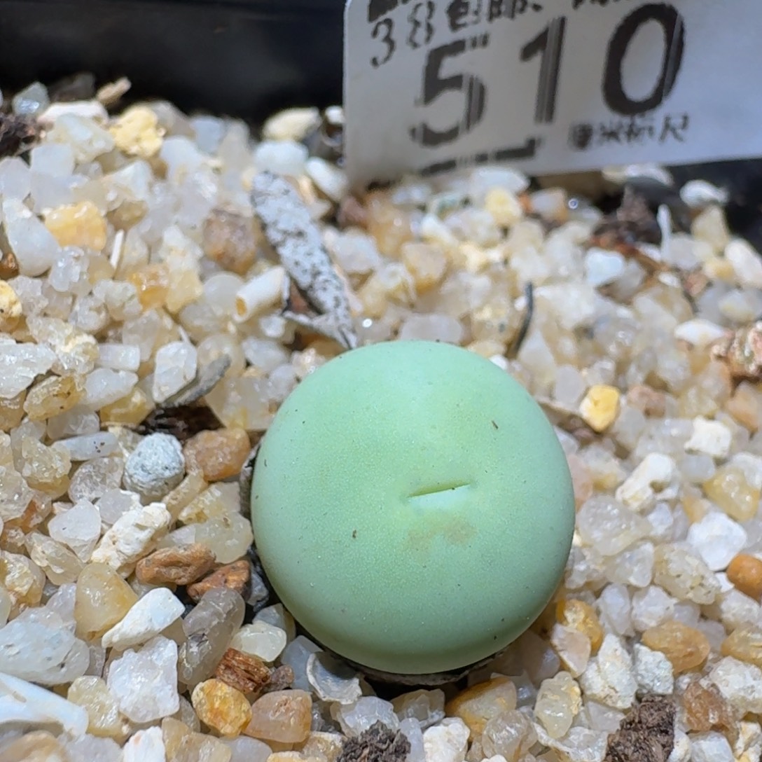 Zzzz精品生石花510